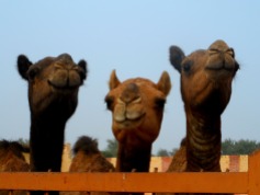 Smiley camels in India