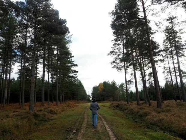 What to do in the New Forest